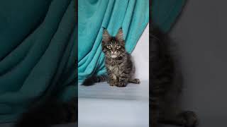 Zodiac European Maine Coon wild look available for adoption  Purebred Kitties  Purebred Kitties [upl. by Hines483]