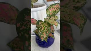 Aglaonema plant music spotify [upl. by Merras]