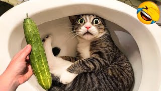 Cat vs Cucumbers Reaction  Cats scared of Cucumbers Compilation  Funny Video 2021 November [upl. by Odlaner]