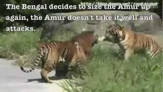 Siberian tiger vs Bengal tiger  Fighting techniques [upl. by Ycnaffit]