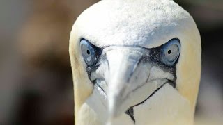 Northern Gannet [upl. by Desmund474]