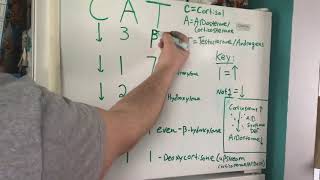 Adrenal Cortex Enzyme Deficiency Mnemonic System [upl. by Ring492]