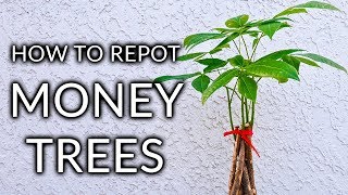 HOW TO REPOT A MONEY TREE PACHIRA AQUATICA  THE MIX TO USE JoyUsGarden [upl. by Olrak]