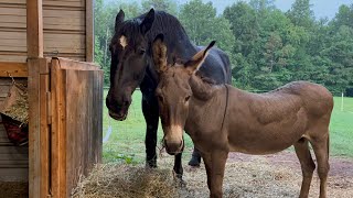 You asked to see more of the donkey and the draft horse so here they are eating [upl. by Kerrill]