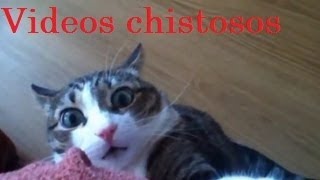 Videos de Risa  Animales  Perros y Gatos Chistosos [upl. by Myrt]