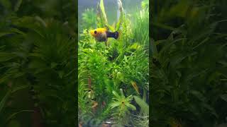 Golden Black Mollies in Neocaridinia Shrimp Tank mollyfish neocaridinashrimp aquarium aquascape [upl. by Ellenaj]