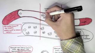 Part I  Regulation of Blood Pressure Hormones [upl. by Yong168]