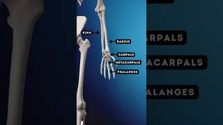 BONES Names amp Locations  OCR GCSE PE  The SKELETAL System 11 [upl. by Anesuza]