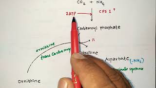 UREA CYCLE TRICKS  BIOCHEMISTRY  PROTEIN METABOLISM  PHARMACIST EXAM  ESIC  GPAT  NIPER  MBBS [upl. by Ettezil467]