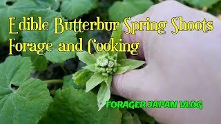 Wildedible ButterBur Vegan Miso and tempura ふきのとう味噌天ぷら 山菜 Forager Japan Cooking [upl. by Kimball]