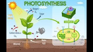 PhotosynthesisAutotrophic NutritionCBSE CLASS 10 QUICK REVISIONCBSEGlance [upl. by Aggappe991]