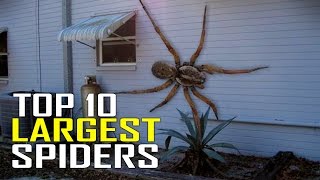 Top 10 Worlds Largest Giant Spiders in the World [upl. by Gridley857]