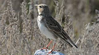 Calandra lark Melanocorypha calandra Γαλιάντρα [upl. by Jeremiah423]