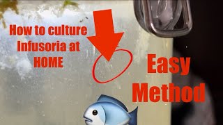 How to culture INFUSORIA and DAPHNIA at home easiest method [upl. by Fitz]