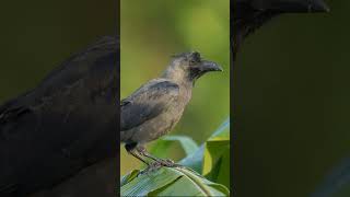 ഒരു അപകടം സംഭവിക്കുന്നതിന് മുൻപ് കാക്ക നൽകുന്ന സൂചനകൾ [upl. by Onilatac528]