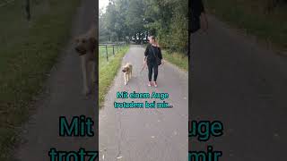 OrientierungsTraining mit Broholmer Ary broholmer hundetraining [upl. by Tremayne]