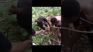 pacarmu ganteng bisa cabut singkong nggak funny viralvideo videolucu [upl. by Leanatan31]