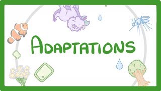 GCSE Biology  Adaptations 79 [upl. by Amelita]