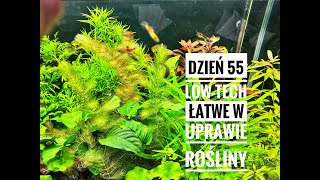 dzień 55 akwarium lowtech rośliny i glony [upl. by Ailssa]