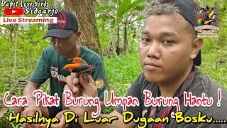 MIKAT BURUNG PAKAI BURUNG HANTU  PENASARAN DAPAT BURUNG APA SAJA [upl. by Bev]