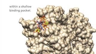 Revealed  Helicobacter pylori’s secret weapon [upl. by Imray]