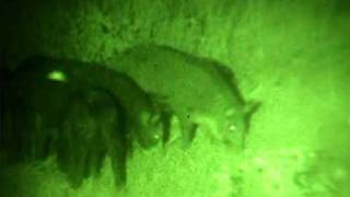 NightHogscom night vision wild boar hog hunting [upl. by Diannne]