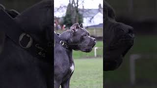 Cane Corso  Mastín Italiano canecorso canecorsoitaliano mastinitaliano [upl. by Sisxela336]