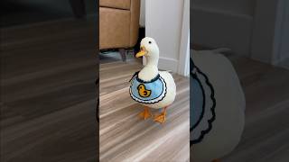 My personal vacuum shorts petduck [upl. by Ymirej]