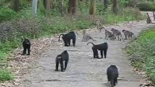 Lion tailed macaque [upl. by Notsniw159]