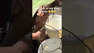 Propagation of Black Cardinal fypyoutube gardening iloveplants plantcaretips beautiful [upl. by Georgiana202]