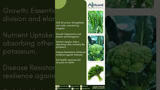 Agricare FlowCon  FlowCon Shorts shorts shots agriculture agricare natural fertilizer [upl. by Ellehcil507]