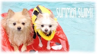 My Teacup Pomeranian goes swimming Vlog amp Bark Box Opening [upl. by Anson351]