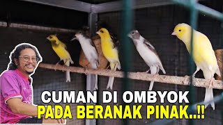 DISINI KENARI IMPOR GAK ADA HARGA DIRINYACUMAN DI OMBYOK BERNAK PINAK [upl. by Lleira56]