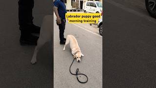 Labrador puppy good morning training session 118 shorts [upl. by Audly]