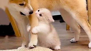 New Funniest Cats And Dogs Videos 😁 Best Of The 2023 Funny Animal Videos 😁  Cutest Animals Ever [upl. by Enyedy]