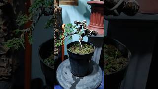 BONSAI COBRA  CEMARA BLUE SINENSIS [upl. by Kenric476]