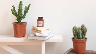 Transformez votre déco avec des cactus  astuces et inspirations piquantes [upl. by Peddada]