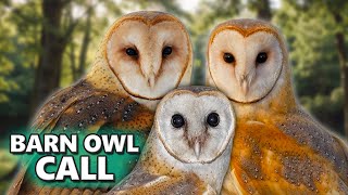 BARN OWL CALL  Its sounds and their variations [upl. by Sarid]