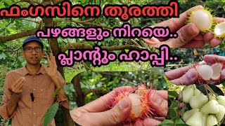 ഫംഗസിനെ ഓടിക്കാംമഴയിലും മധുരംfungicidefruitsplantsrambutanharvestingfruit plant disease [upl. by Deehan782]