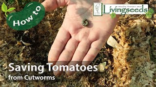 Saving Cutworm Damaged Tomatoes [upl. by Anelagna]