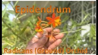 3 Reasons to Grow Epidendrum Radicans Ground Orchids  Care  Maintenance [upl. by Tinaret]