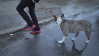 Pitbull left to Die on Christmas Eve amp Bull Terrier 113 Precinct Rescue  New York Bully Crew [upl. by Eneleoj989]