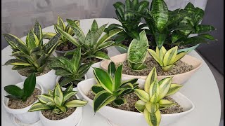 Сансевиерия Хани Sansevieria Hahnii Обзор ханичек в моей коллекции сансевиерий [upl. by Euqor67]