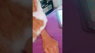 Mon chat écrasé ma main [upl. by Trill]