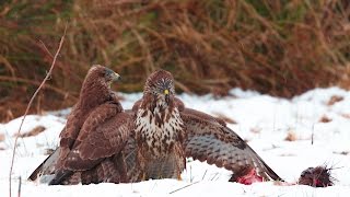 Myšiak lesný Buteo Buteo [upl. by Odraleba13]