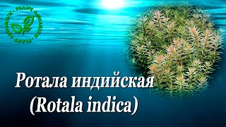 Ротала индийская Rotala indica [upl. by Launam]