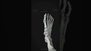 PronationSupination of the foot [upl. by Eaneg871]