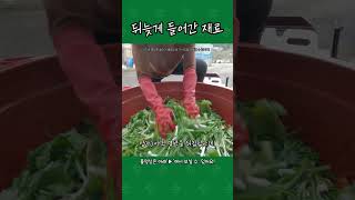 쉽지않아 김장 재료 건망증 korea kimchi [upl. by Clementia]