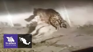 Video de dónde salió el jaguar que mató a un perro en Jalisco [upl. by Laumas926]