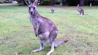 Baby Joey Kangaroo sticks head out of mums pouch [upl. by Nevaeh]